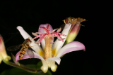 Tricyrtis 'Tojen' RCP8-10 054 with hoverfly.jpg